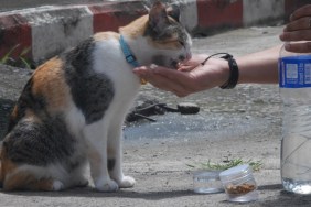 Full Length Of Cat Sitting Outdoors