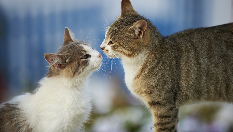 Street cats, Mykonos, Cyclades, Greece