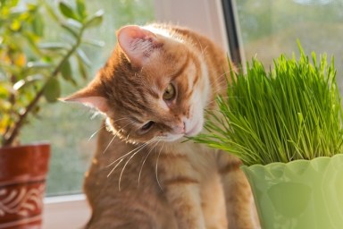 Cat sniffing and munching a vase of fresh catnip