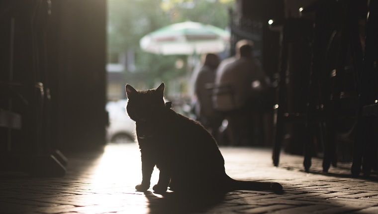 Katze mit tiefstehender Sonne im Hintergrund, Cat in a Pub in Amsterdam