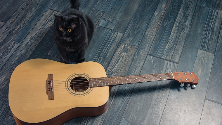 Black cat sitting near a guitar