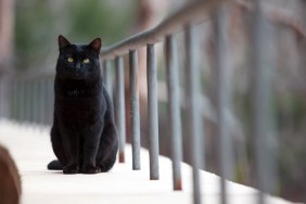 Black cat looking at the camera, Majorca, Spain