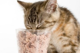 A tabby kitten chowing down