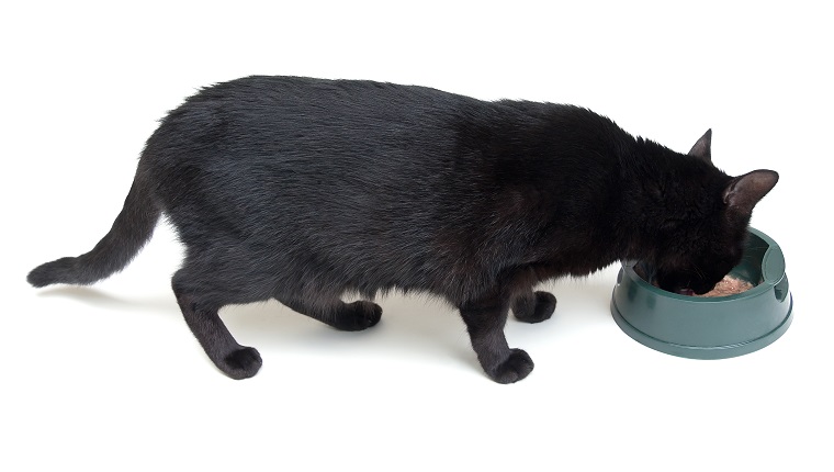 Cat eating from a bowl on a white background