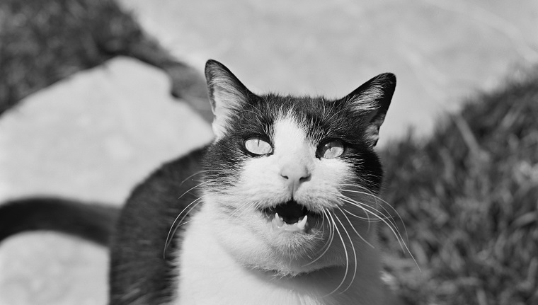 Cat looking up 