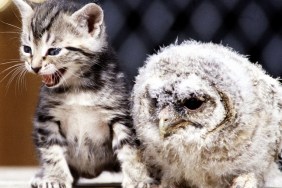 Four week old kitten with a baby tawny owl at Surrey Bird Rescue Centre at Chertsey June 1983.