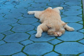 closeup image of a big ginger cat sleeping on blue pavement like a dog