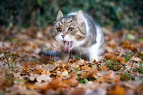 tabby white british shorthair cat outdoors in the garden throwing up puking on autumn leaves