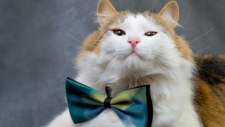 Not purebred, curious cat in studio.