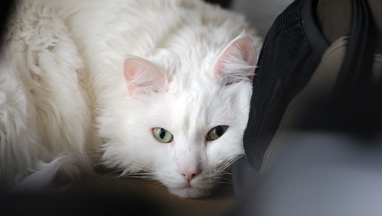 Resting cat in comfortable space.