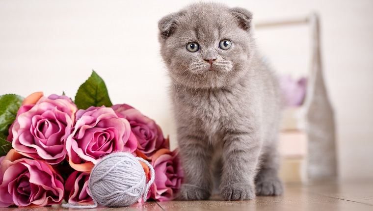 Scottish Fold Cat