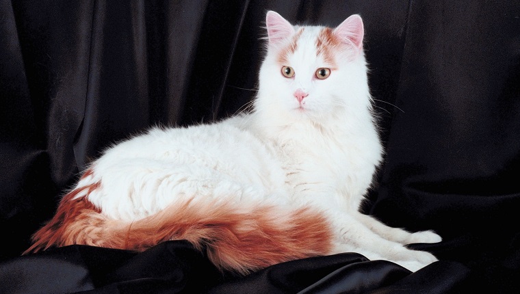 Turkish van cat