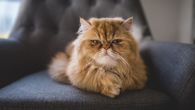 Persian cat