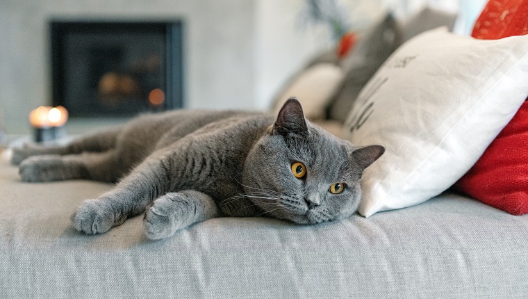 british shorthair