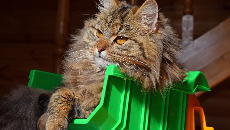 Maine Coon Cat