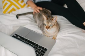 Pet cat relaxing on the bed watching TV with its owner. Okayama, Japan