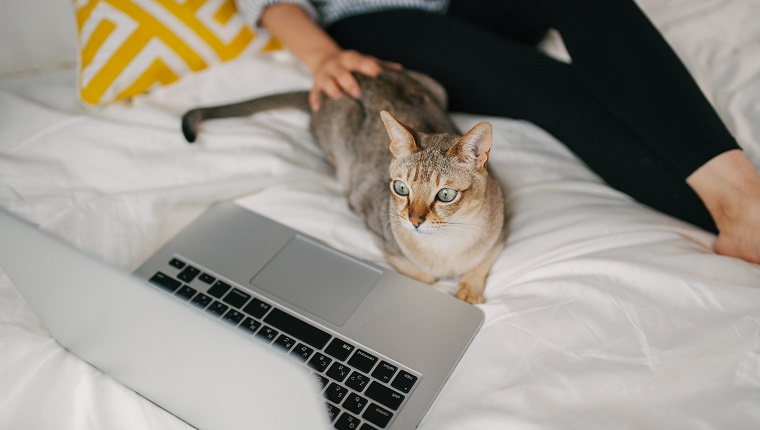 Pet cat relaxing on the bed watching TV with its owner. Okayama, Japan