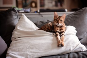 Brown striped Bengal cat/kitten with paws outstretched sitting on a cushion/pillow.