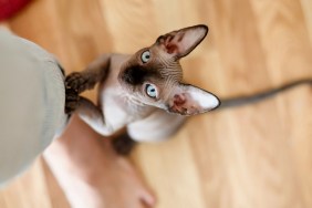 Sphynx kitten is standing on its hind legs and holding onto a woman‚Äôs