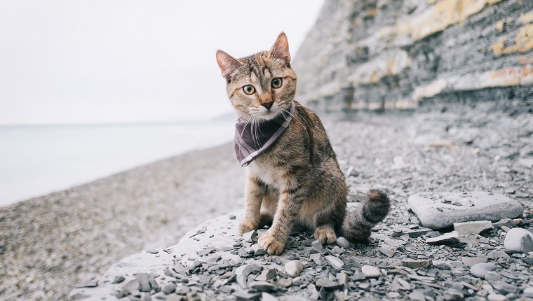 Traveler cute cat wearing in bandana sitting by the sea.