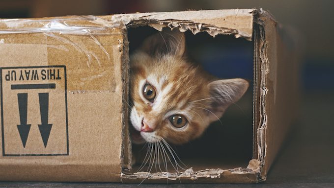 cat in cardboard box