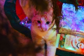 Portrait Of Cat Sitting By Christmas Present