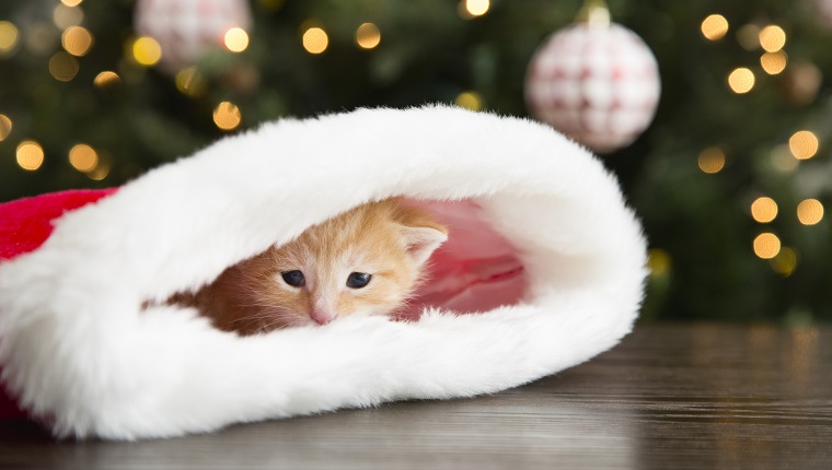 Kitten hiding in Christmas stocking