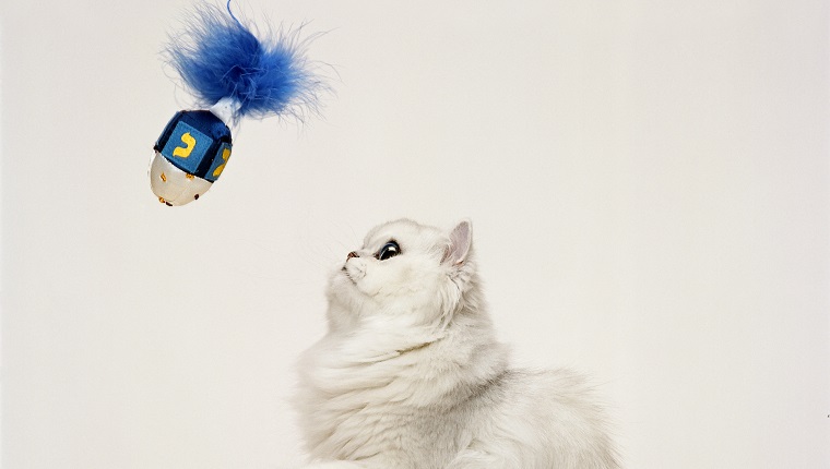 Persian cat playing with dreidel