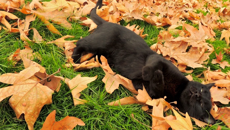 TEHRAN, Iran - A black cat playfully lays to rest on the grass where countless Autumn leaves have fallen as seasons change.