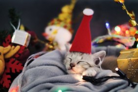 Cute tabby kitten sleeping in sheet with Christmas decoration