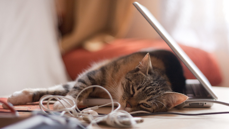 Cat sleeping on laptop