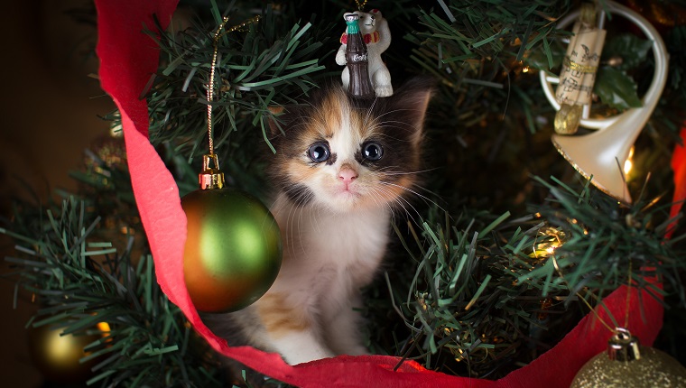 Christmas kitten