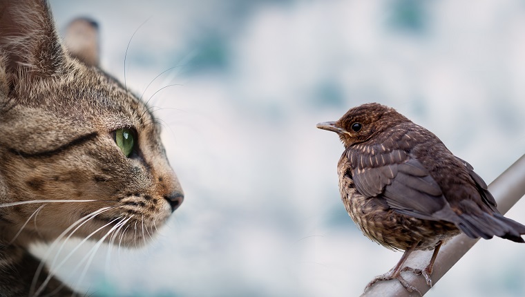 cat watching a small bird