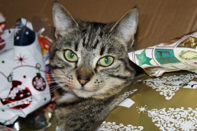 Cute cat looking at me while lying in discarded Christmas wrapping paper