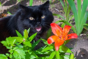 black cat is sitting near orange Lily