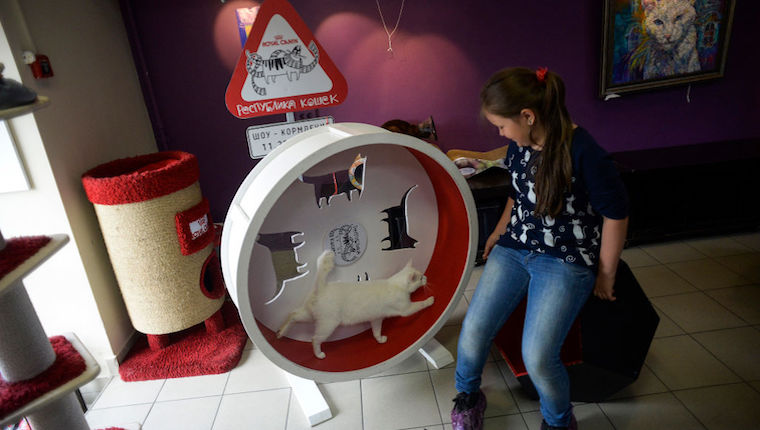 Cat on exercise wheel