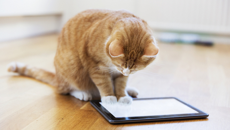 Cat watching an iPad