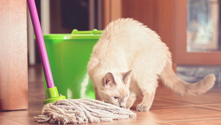 Curious cat near the bucket and mop for cleaning the floor. Scene from home life. Tinted, selective focus, close-up