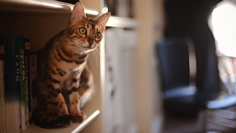 Brown spotted/striped Bengal cat perched on a bookshelf beside some books.