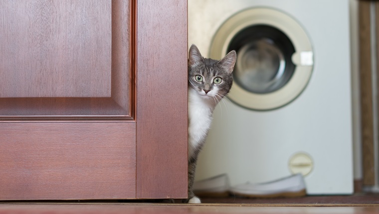 Portrait Of Cat Sitting By Door Against Washing Machine