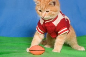 A kitten wearing a letterman jacket sits next to football on green and blue background.