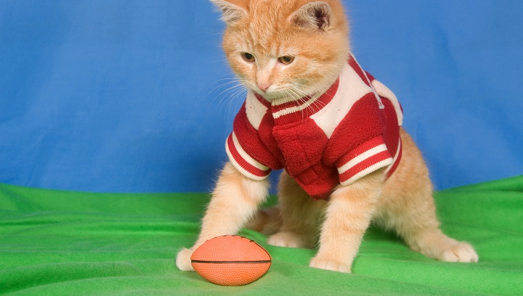 A kitten wearing a letterman jacket sits next to football on green and blue background.