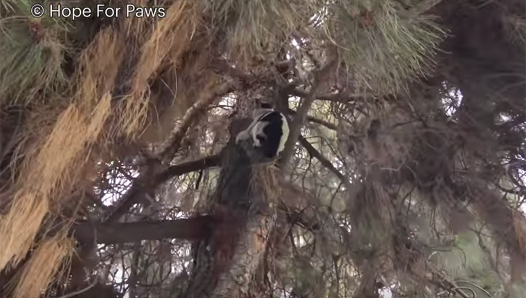 cat in a tree