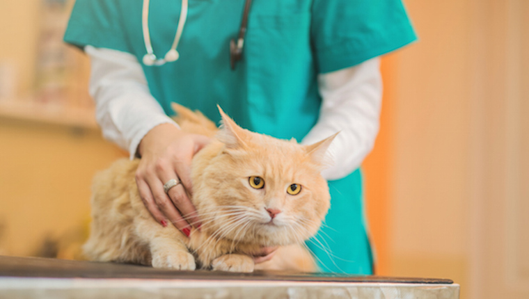 Cat at vets