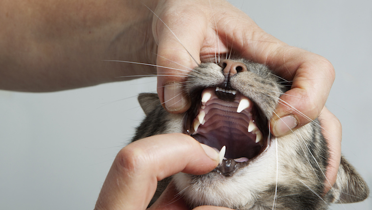 Cat getting teeth examined