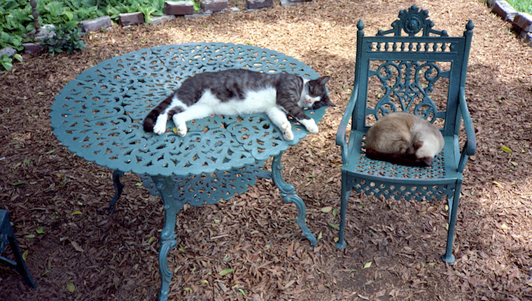 Hemingway House cats