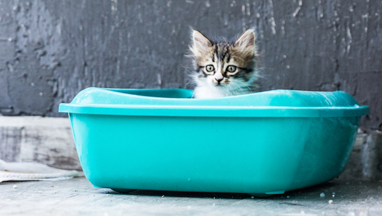 Kitten in litter box