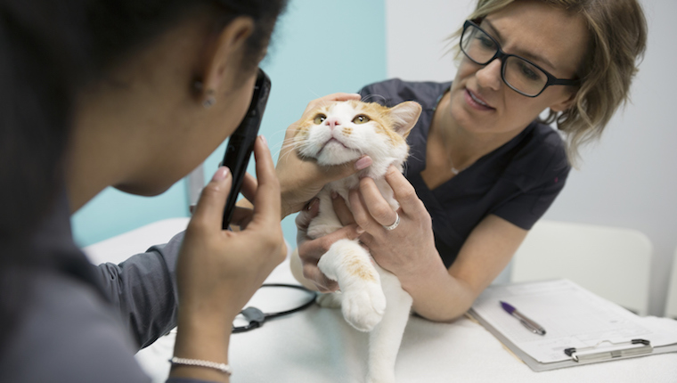 Cat at the vet