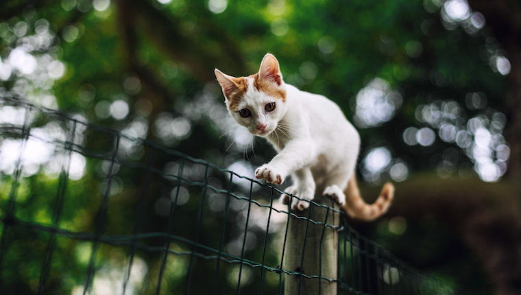 Cat on fence