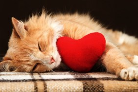 Beautiful golden red cat asleep hugging a small red plush heart toy. The concept of Valentine's Day